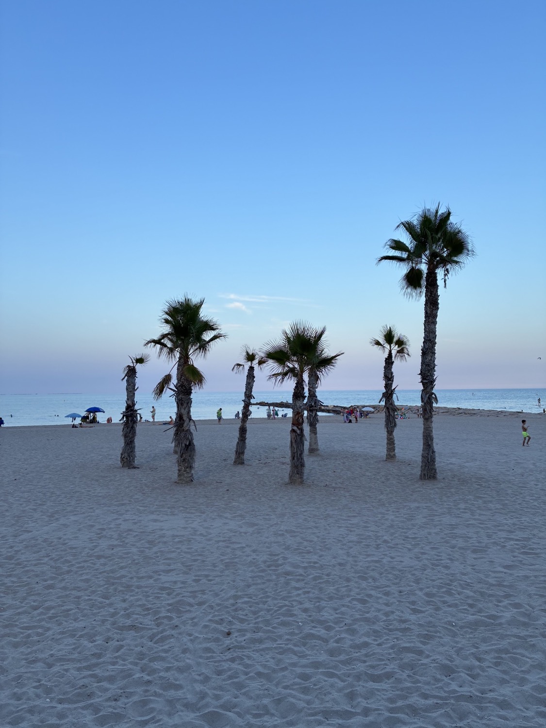 Palmeras en la hora azul — Playa Campello